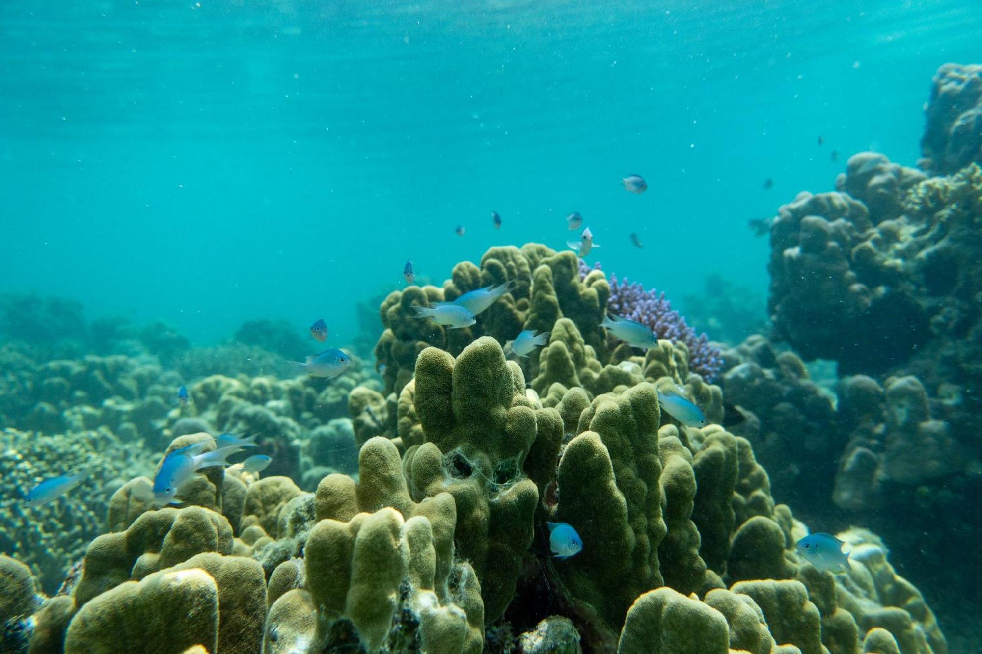 Ira Bungalows Pulau Banyak Alaban المظهر الخارجي الصورة